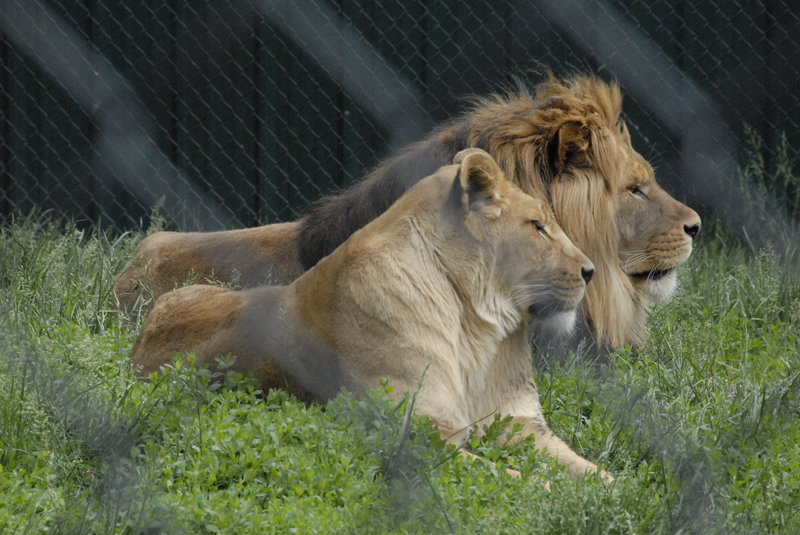 Best Western-Santa Fe Inn - Amarillo, TX