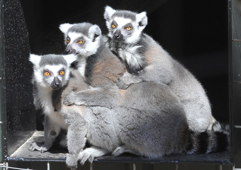 Best Western-Santa Fe Inn - Amarillo, TX