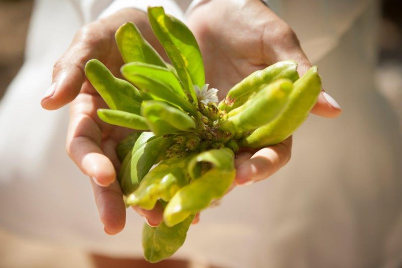 Turtle Bay Resort - Kahuku, HI