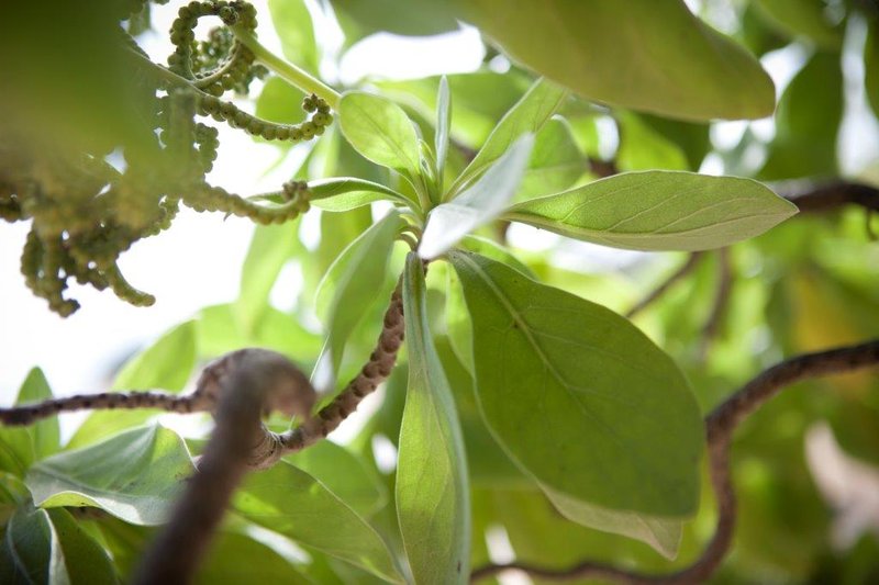 Turtle Bay Resort - Kahuku, HI