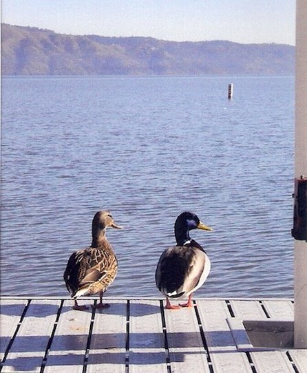 The Mallard House Inn - Lakeport, CA