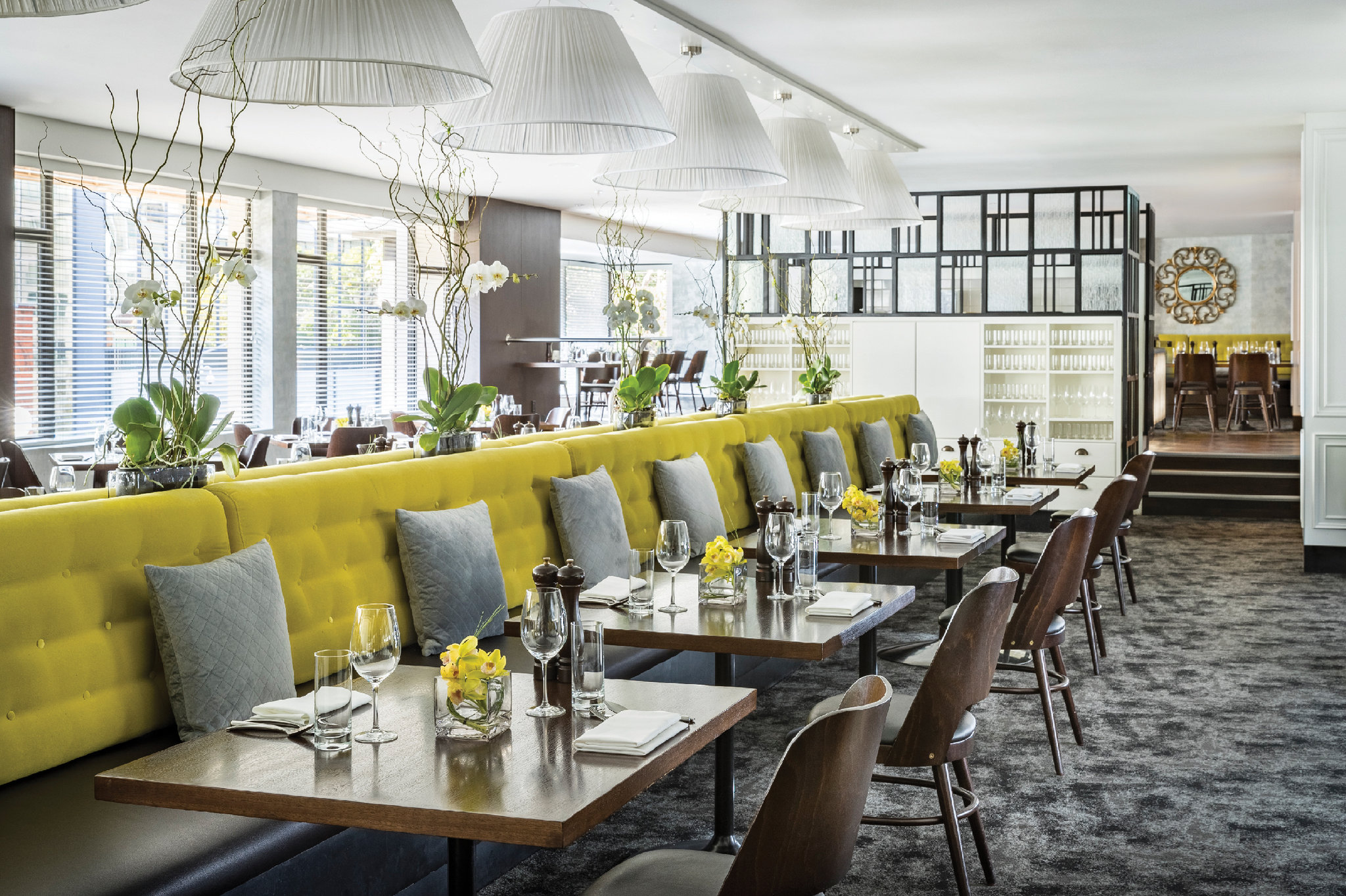 Cordis, Auckland