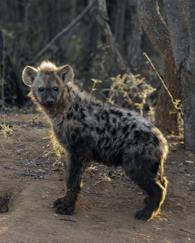 Hyena