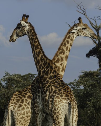 Giraffes