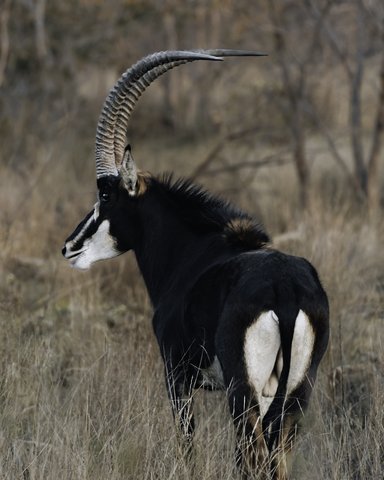 Waterbok