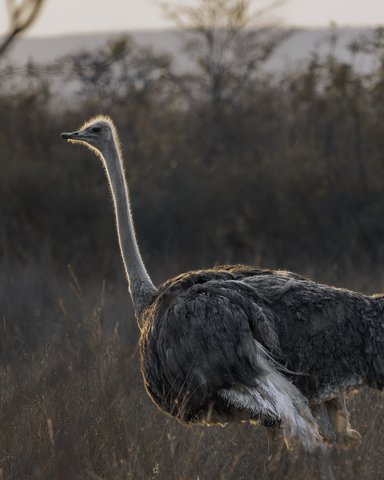 Ostrich
