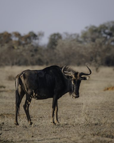 Wildebeest