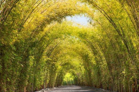 Entrada de bambú