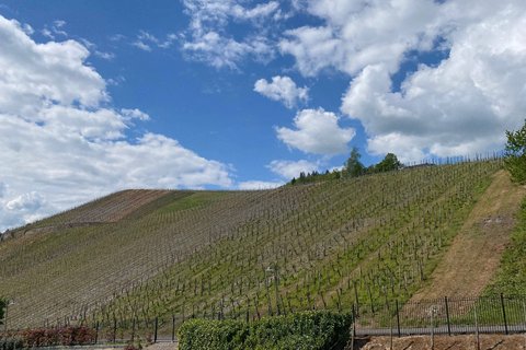 Guest Room Vineyard View