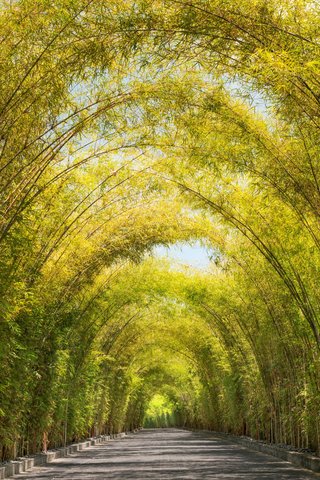 Bamboo Arrival