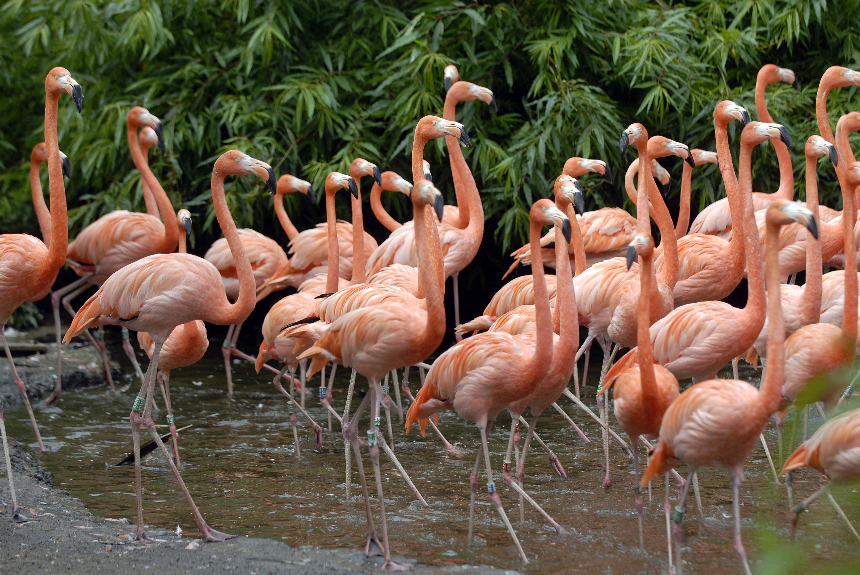 Van der Valk Hotel Avifauna