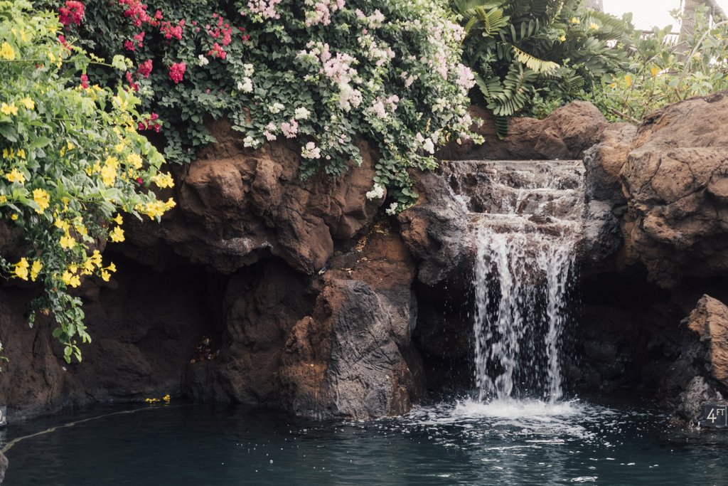 Guest photo