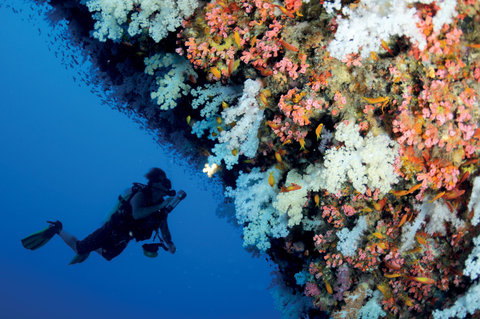 Scuba Diving