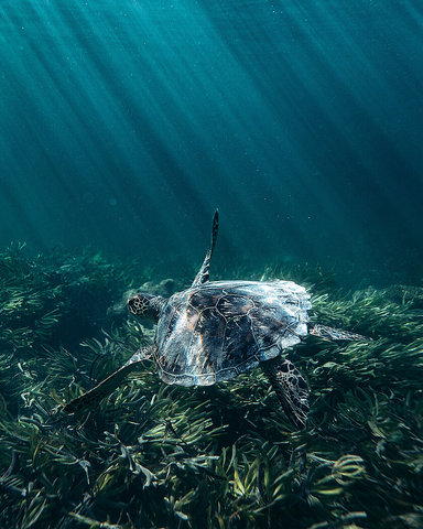 Marine Life
