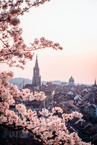 Bern Kirschblueten Rosengarten