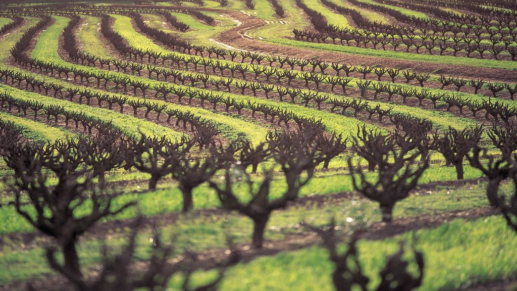Explore world-class wine regions only a short drive away