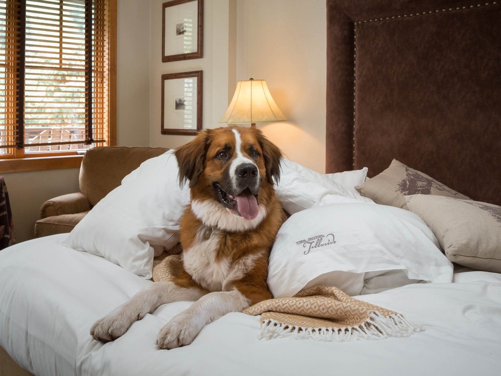Guest photo