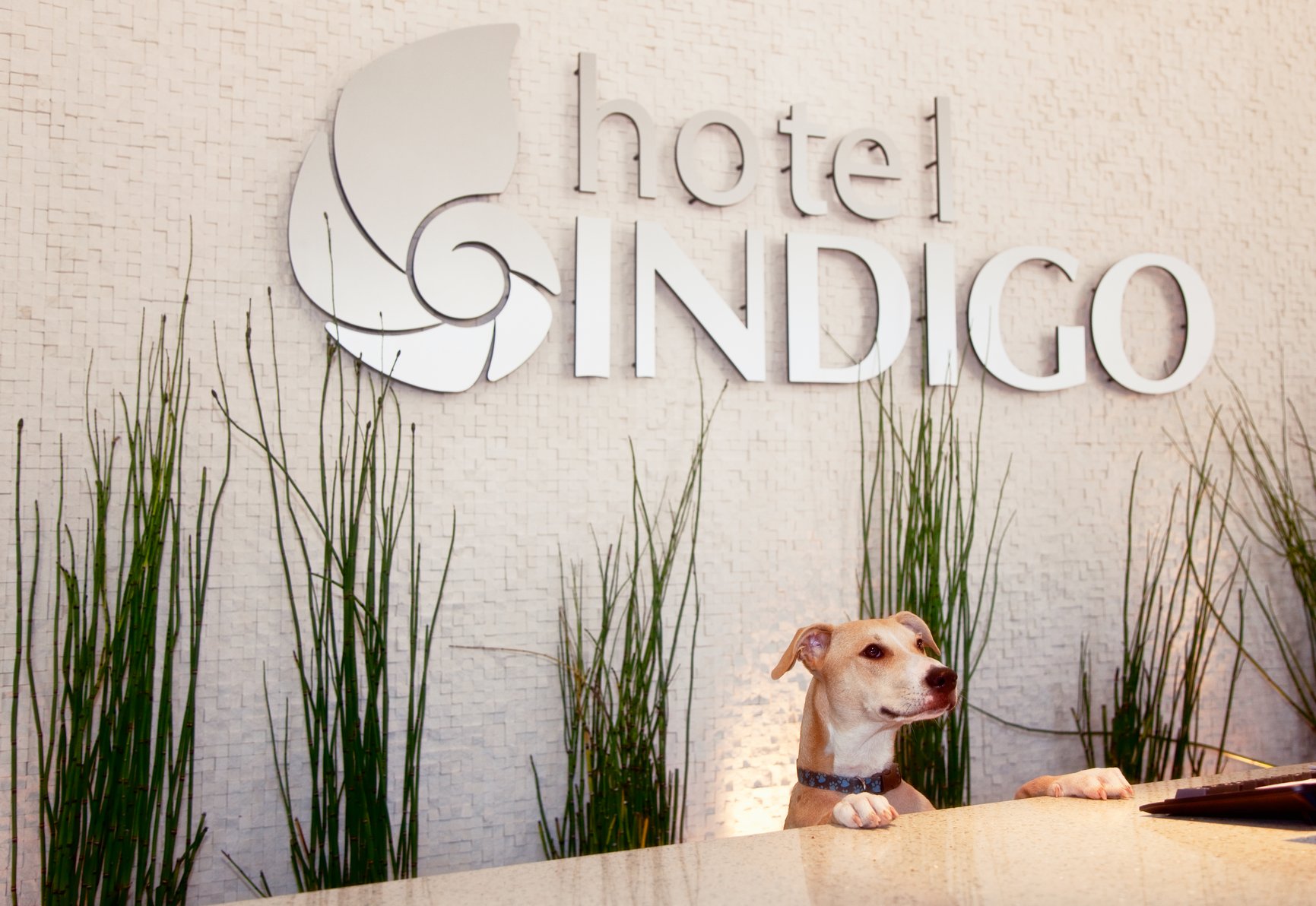 A Unique pet friendly experience