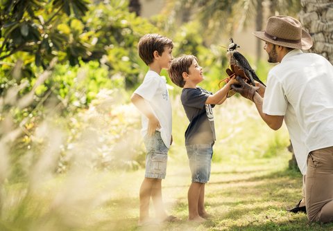 Guest And Falcon