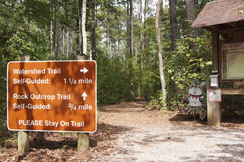 Hike a trail in Panola Mountain State Park