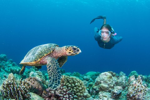 Turtle Snorkeling Excursion