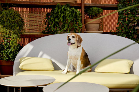 Tu mascota también es bienvenida a Kimpton Vividora Hotel