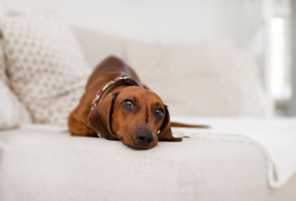 All pets are welcome at our Pet Friendly Extended Stay Hotel.