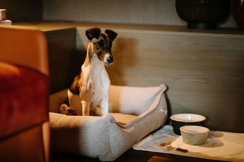 Lauberhorn Suite Dog Friendly
