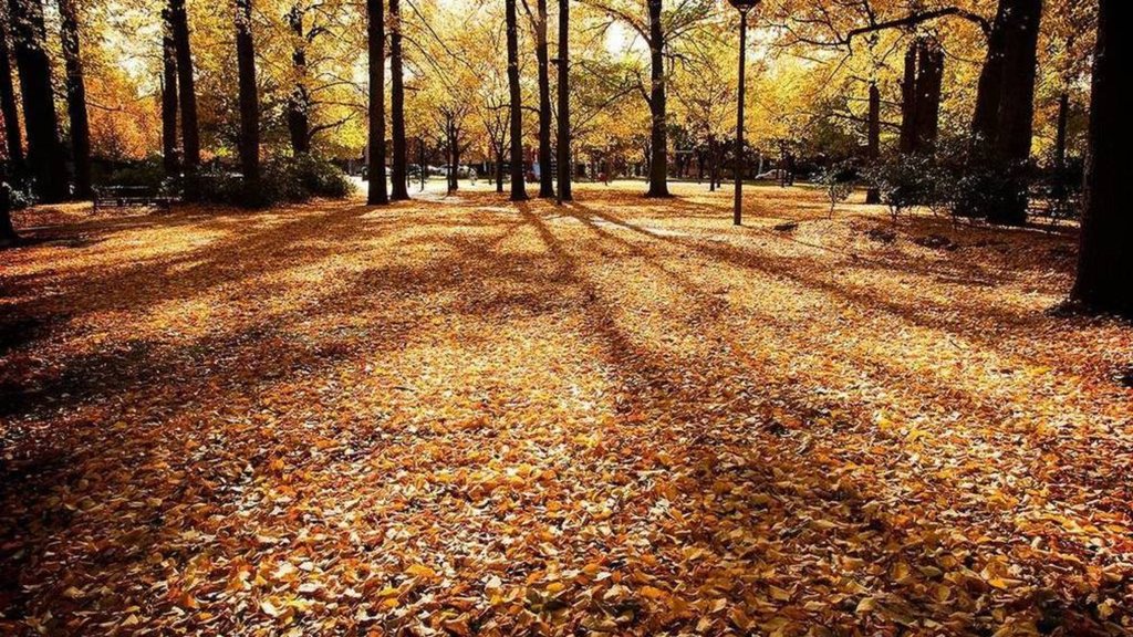 Crowne Plaza Canberra by Ihg, an IHG Hotel - Photograph of autumn leaves in Glebe Park, Canberra