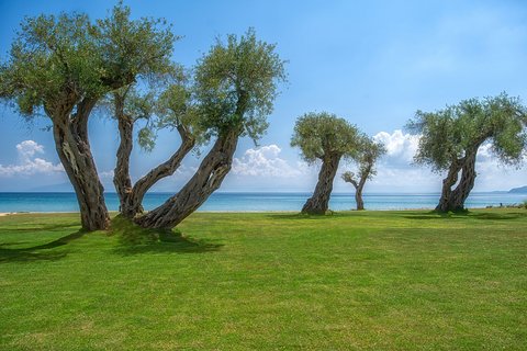 CFULC Olive Grove