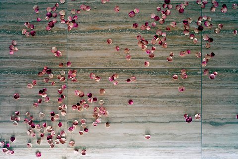 Pétalos de rosa, colección de arte