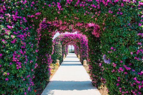 Hotel Gardens View