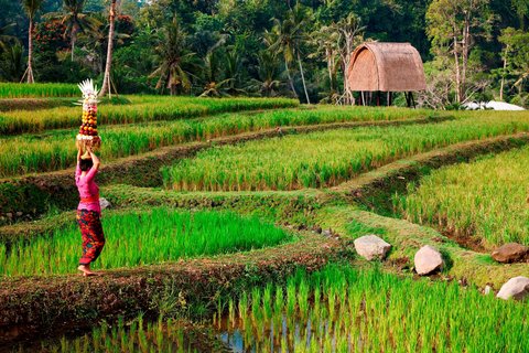 Campo de arroz en Mandapa