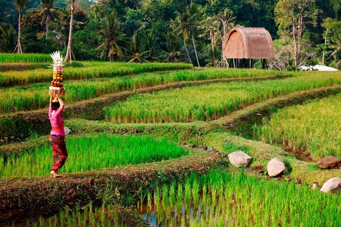 Rice Field at Mandapa