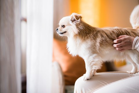 Dog Friendly Hotel