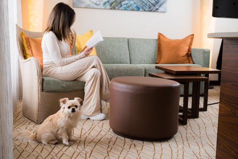Pet Friendly Hotel Rooms