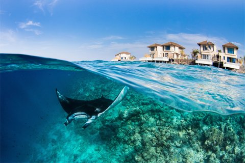 Manta Rays near lagoon villas